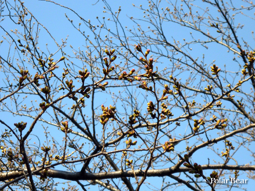 千鳥ヶ淵公園へ桜の様子を観に出かけてまいりました（o＾▽＾o）ノ