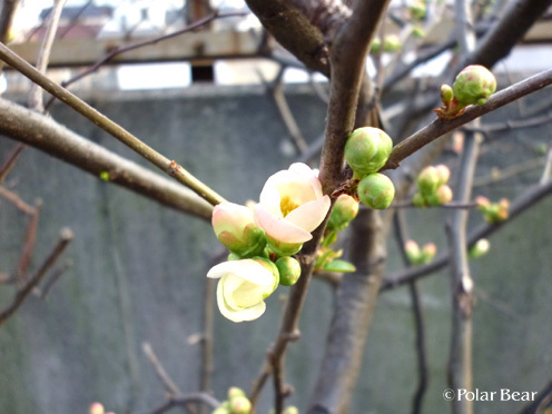 木瓜の花が咲き始めました（＾ー＾*