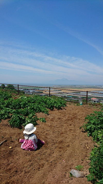 ジャガイモ収穫体験in天水