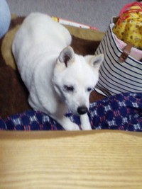 ポテトの名誉のため