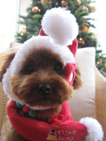 チームSANTA✱