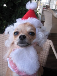 クリスマスですよ～☆