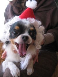 クリスマスですよ～☆