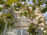 春爛漫♪