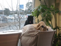 本日のララ