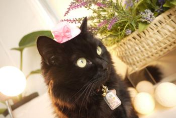 ～ララのお誕生日～