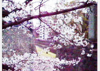 今日の桜。城前