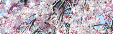 【さくらまつり】昨年2009年次の桜フォトアルバムです(^^