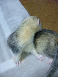 毛づくろいわさびさん(^^)