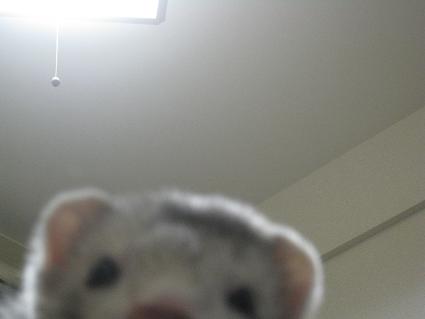 今日のフェレットのわさびさんです(^^)【20091221】