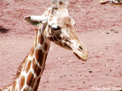 【多摩動物園】のキリンさんです(^▽^*
