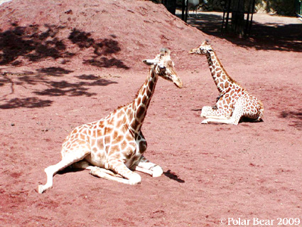 【多摩動物園】のキリンさんです(^▽^*