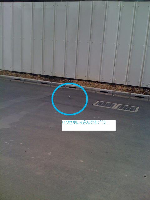都会に降りた天使です(^^)