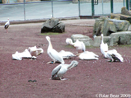ペリカンさんリラックスタイムのようです♪【多摩動物園】