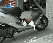 猫さんの日向ぼっこ☆=