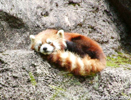 レッサーパンダの寝姿がかわいいですねー♪