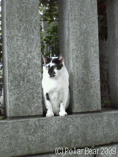 大國魂神社で出会う【猫】さんといえば