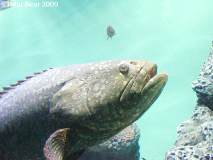 葛西臨海水族園での写真を