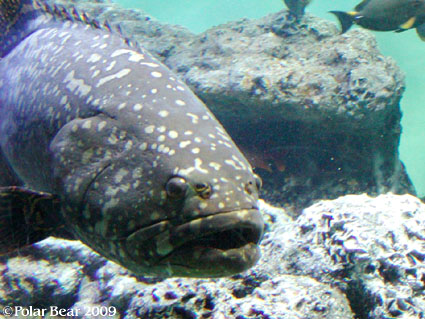 葛西臨海水族園での写真を