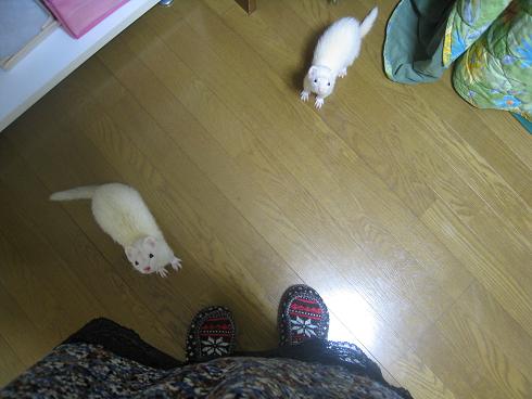 だんだんと登ってくるわさびさん&あずちゃん【その2】