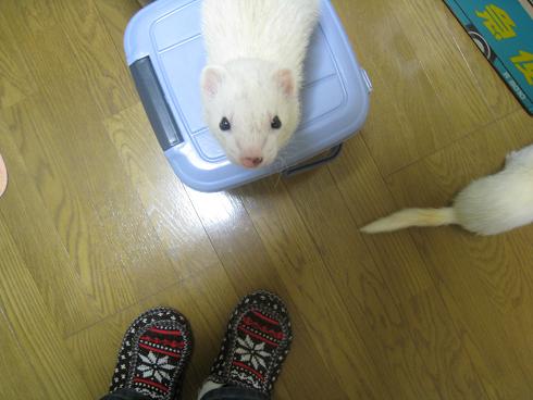 だんだんと登ってくるわさびさん&あずちゃん【その3】