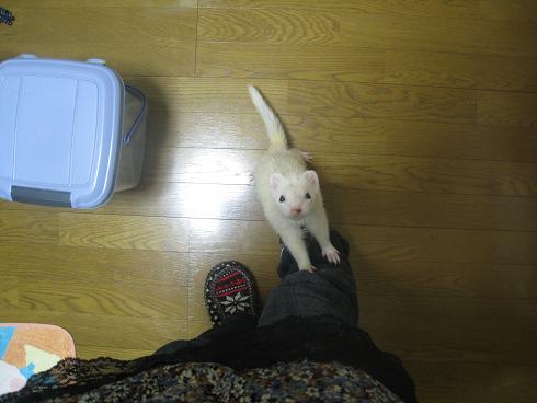 だんだんと登ってくるわさびさん＆あずちゃん【その４】