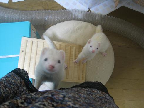 だんだんと登ってくるわさびさん&あずちゃん【その5】