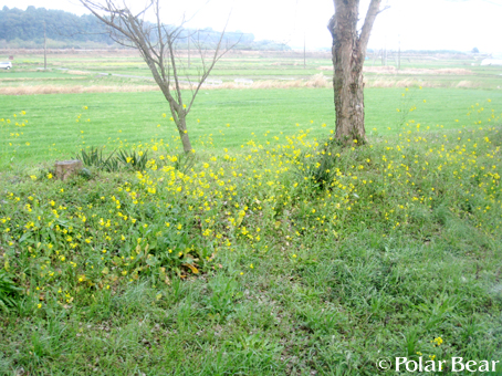球磨川鉄道からみました菜の花です(^^)