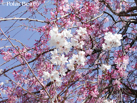 ソメイヨシノと枝垂桜です☆=