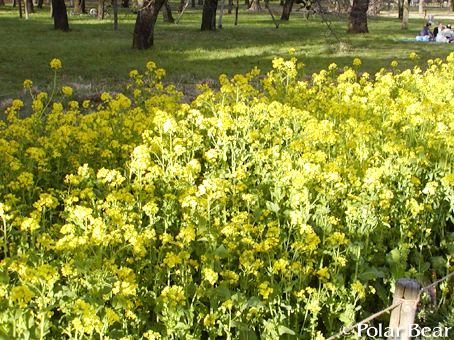 小金井公園では【菜の花】も満開でした♪
