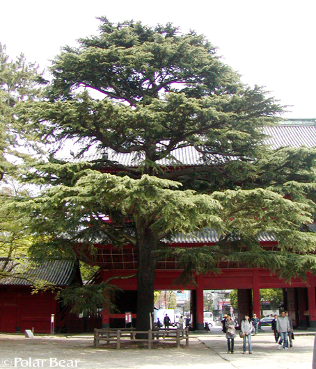 【増上寺】のグラント松131歳です(^ー^*