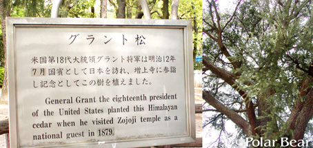 【増上寺】のグラント松131歳です(^ー^*