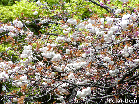 【増上寺】脇の道で咲いておりました【八重桜】です♪