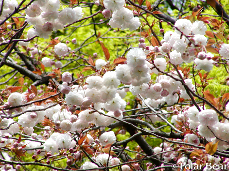 【増上寺】脇の道で咲いておりました【八重桜】です♪