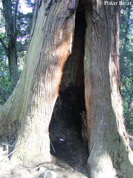 高尾山を登ってきました(^ー^* その6「自然研究路3号路」