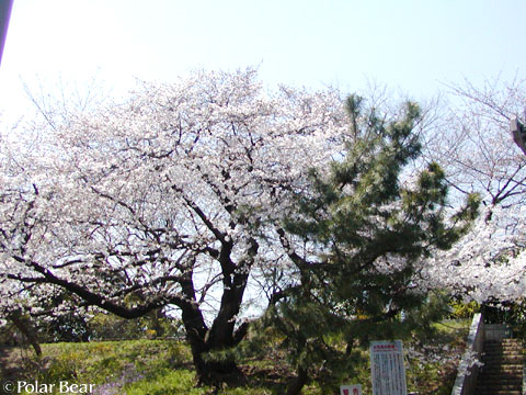 ソフィア通りの【桜】です(^ー^* 2011 その2