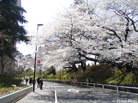 ソフィア通りの【桜】です(^ー^* 2011 その2