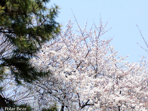 ソフィア通りの【桜】です(^ー^* 2011 その2