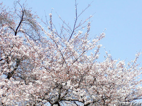 ソフィア通りの【桜】です(^ー^* 2011 その3