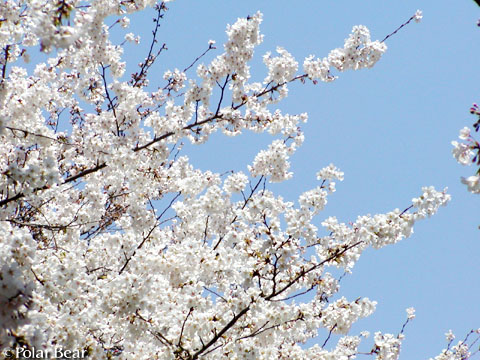 ソフィア通りの【桜】です(^ー^* 2011 その3