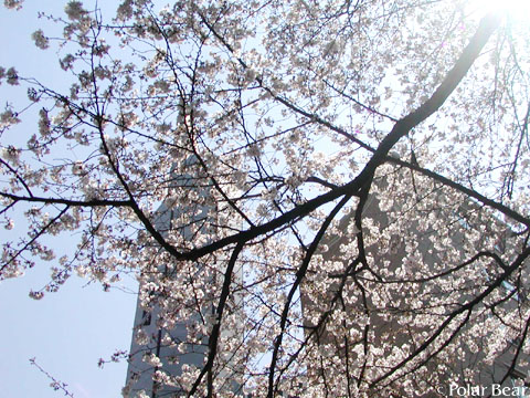 ソフィア通りの【桜】です(^ー^* 2011 その4