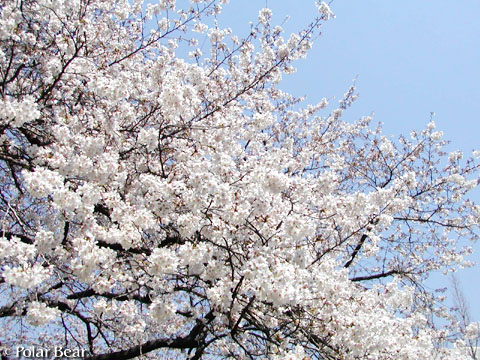 ソフィア通りの【桜】です(^ー^* 2011 その3