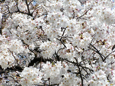 ソフィア通りの【桜】です（＾ー＾*　2011　その5