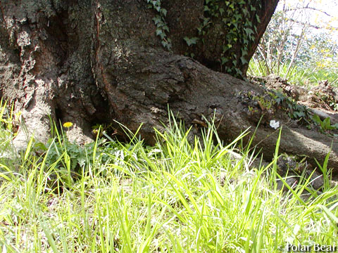 ソフィア通りの【桜】です（＾ー＾*　2011　その5