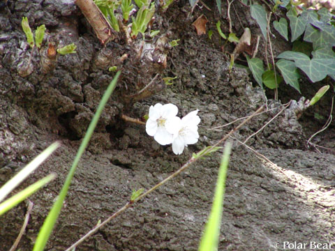 ソフィア通りの【桜】です（＾ー＾*　2011　その5