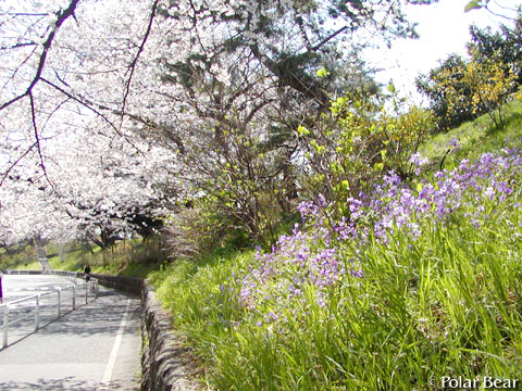 ソフィア通りの【桜】です(^ー^* 2011 その6