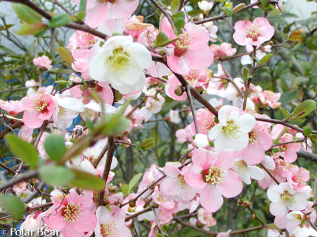 【ボケ(木瓜)】の花です(^▽^*