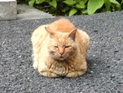 何故か皆、貫禄があります。ネコさん達。