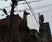 築地のキリンさんです☆=