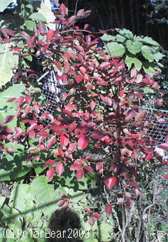 ブルーベリーの木も紅葉で(^ー^*